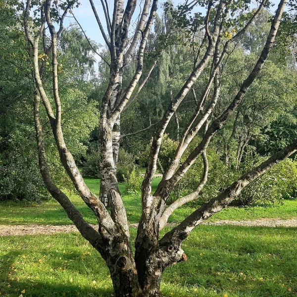 arbre de bouleau madré