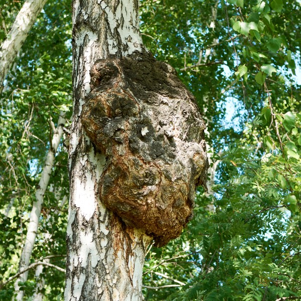 birch burl on the trunk of a birch tree