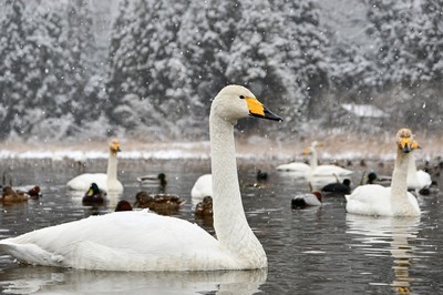 whooper swan on a lake