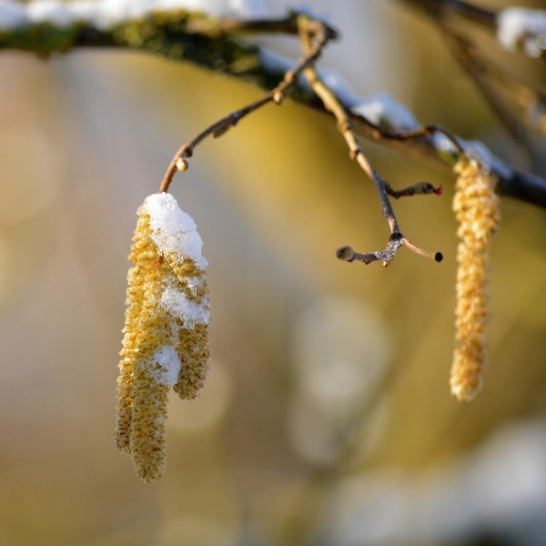 Fruit du bouleau madré, chaton