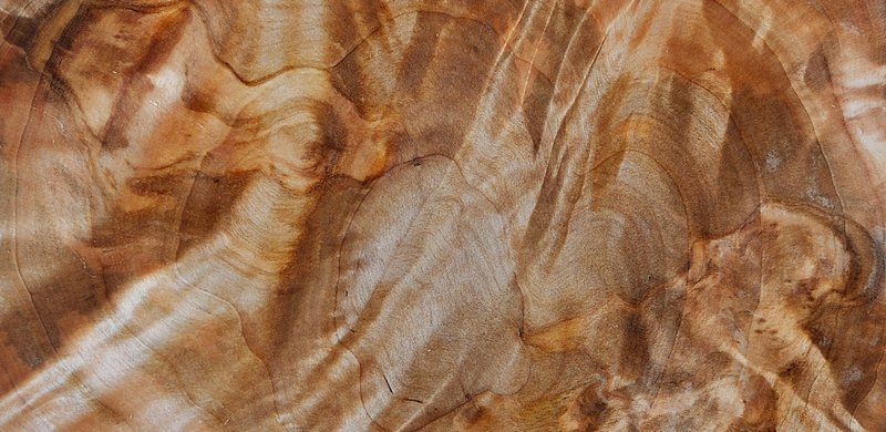 1-loupe-bouleau-texture