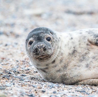 Gemarmerde zeehond van het Saimaa-meer