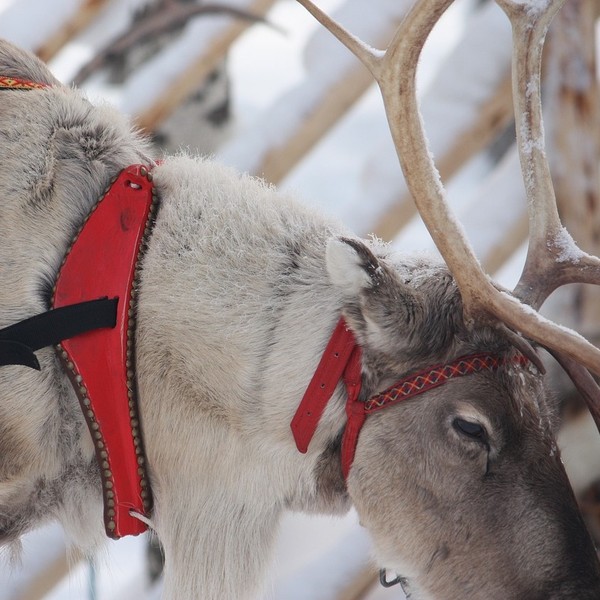 santa claus's reindeer at the santa claus village in rovaniemi