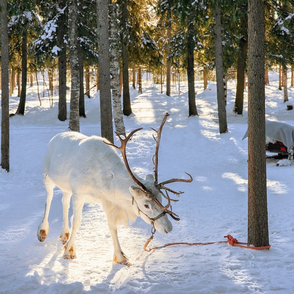 rendier van de kerstman in het officiële dorp van de kerstman
