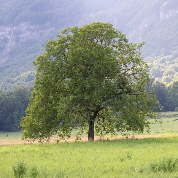 nogal en medio de una pradera