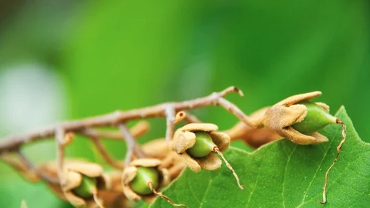 nueces de tung saliendo de su cáscara