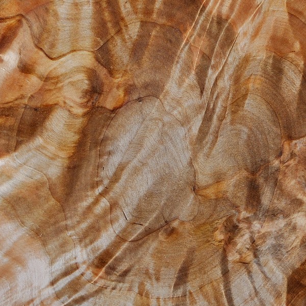 aspetto interno della radica di betulla