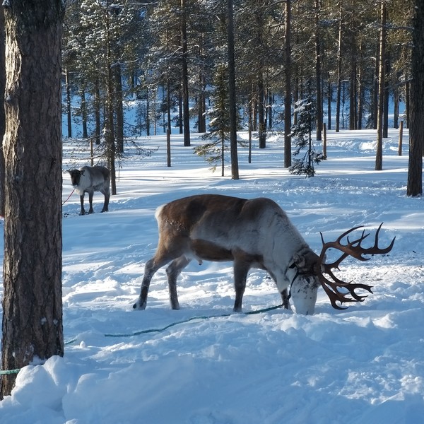 rendier in het wild in Finland