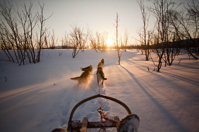 traineau a chien et levé de soleil