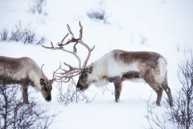 pareja de renos en la nieve