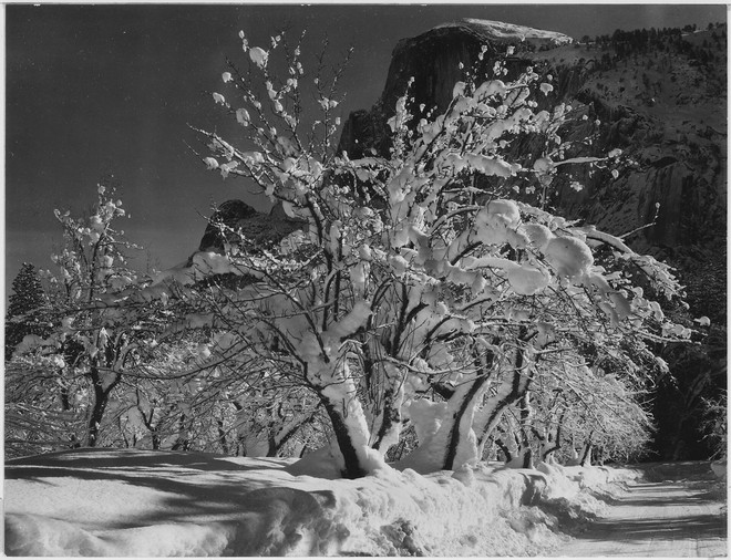 Ansel_Adams-Half_Dome,_Apple_Orchard,_Yosemite