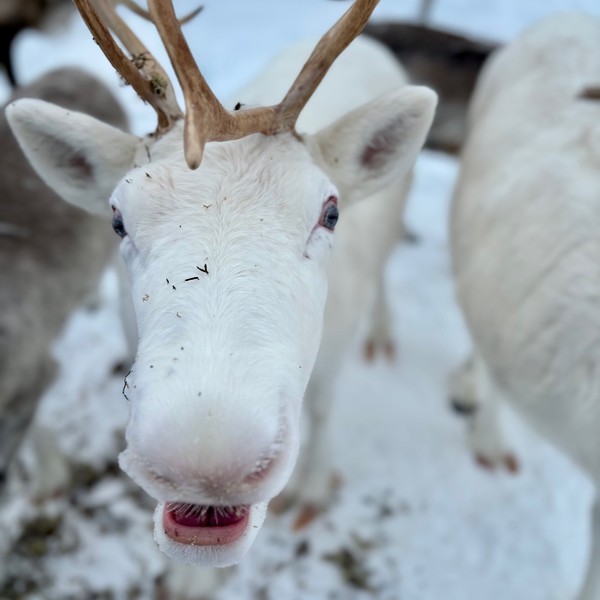 reindeer lying in the wild with hairy antlers
