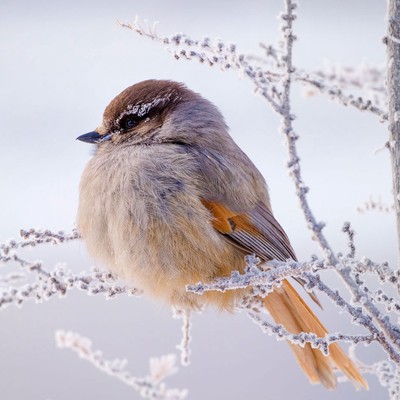 Mimic chickadee