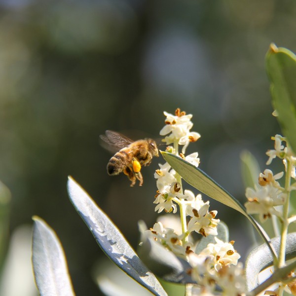 Abeille qui butine des fleurs d’olivier