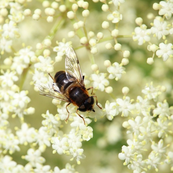 ape che bottina sui fiori di sambuco
