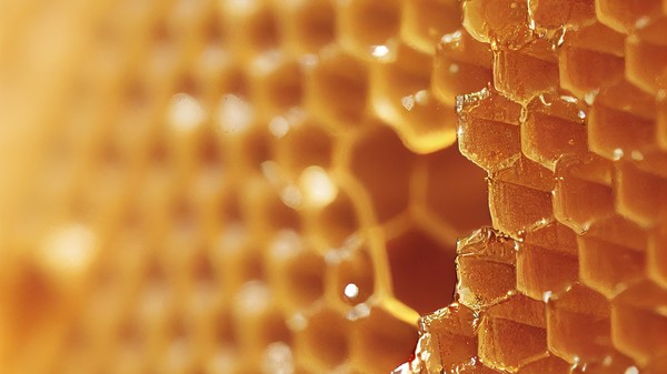 celle di cera d'api in un alveare