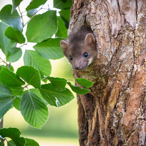 animal in the trunk of an elm