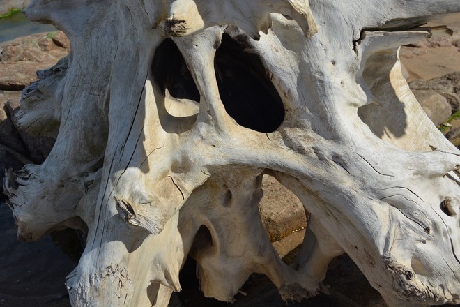 smooth appearance of driftwood