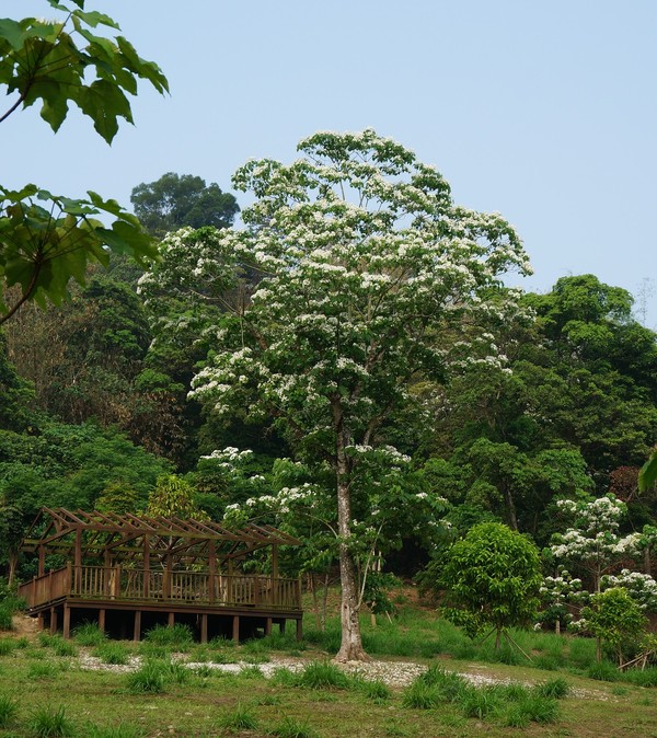 árbol de tung