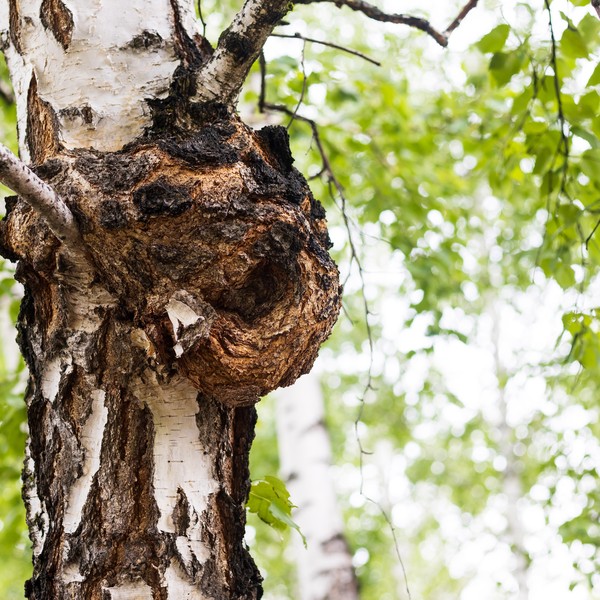 birch burl
