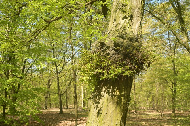 Cómo hacer un CUENCO DE MADERA 🌳🌳 (2020) 