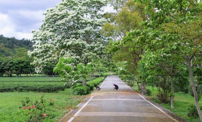 carretera en China con un árbol de tung