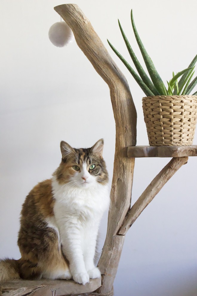 driftwood cat tree