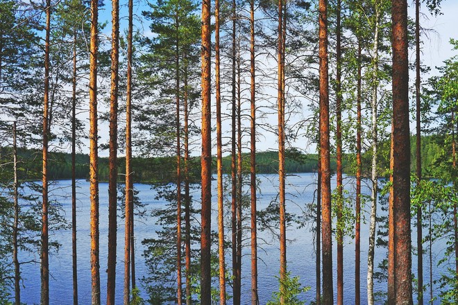 tree trunks in front of a lake