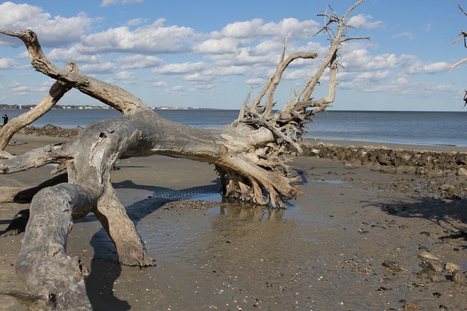 dead tree washed up on the beach