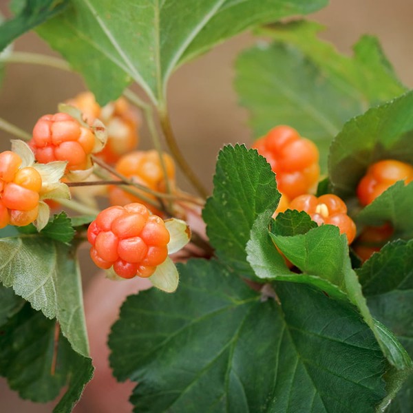 lakka berries or polar berries