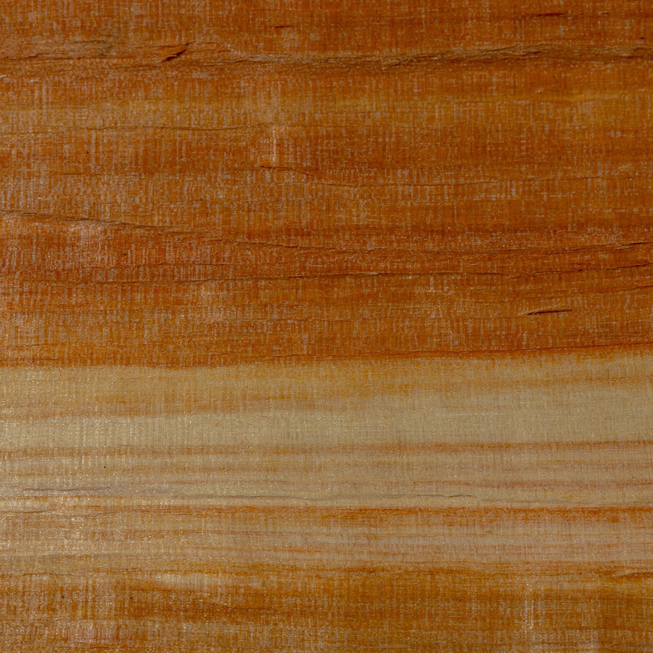 struttura del legno di sambuco