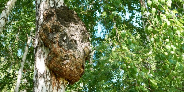 bouleau-loupe-tronc-arbre