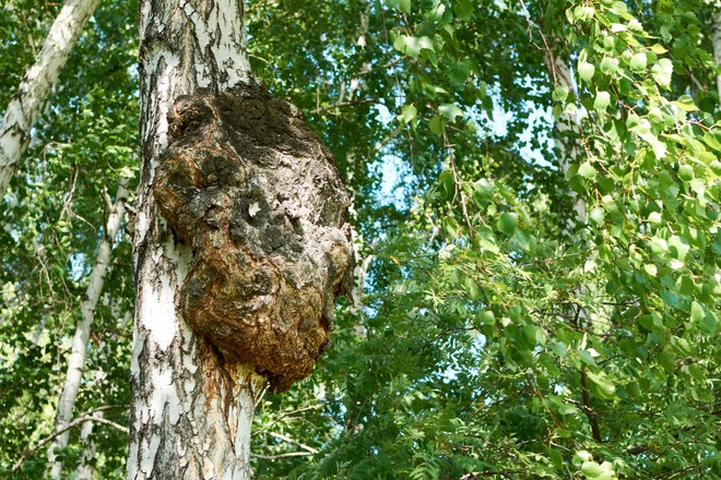 birch burl