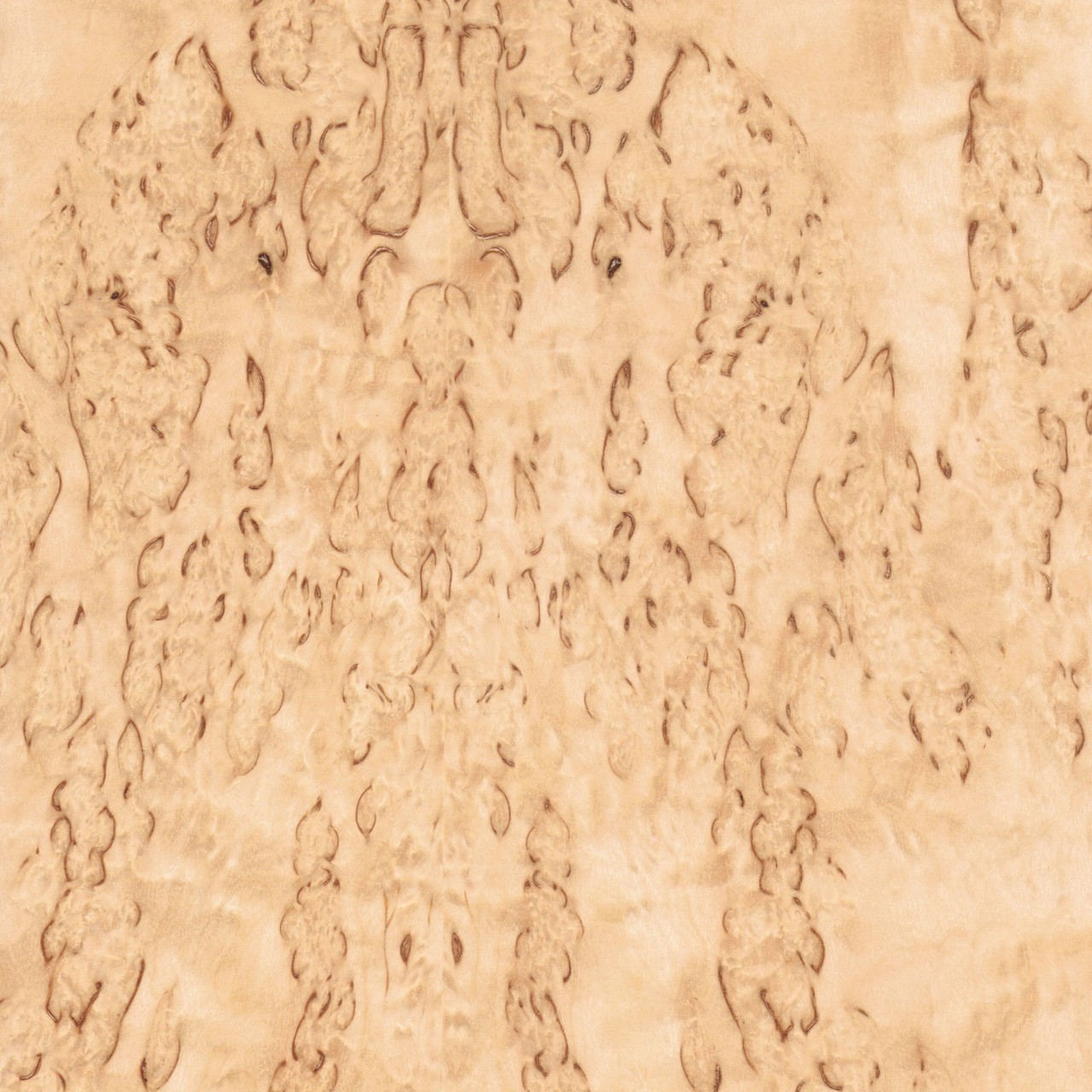 Texture du bois de bouleau madré