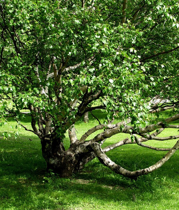 Bouleau madré de Carélie