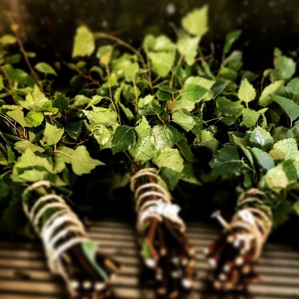 bosje berkenbladeren voor de sauna