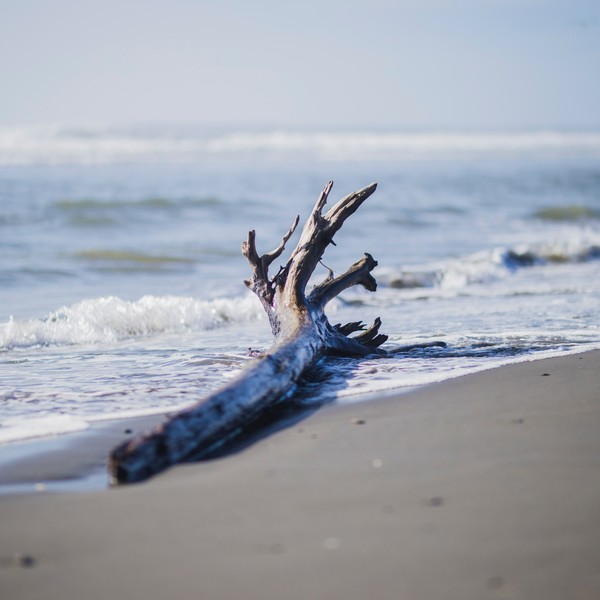 driftwood branch washed up on the beach