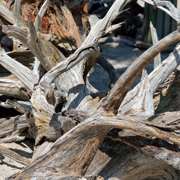 cluster of several branches of driftwood