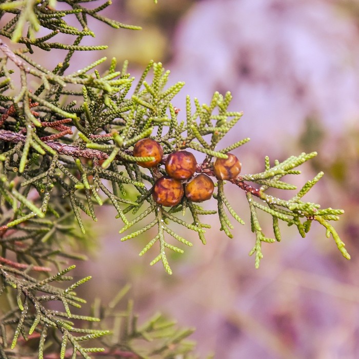 Juniperus phoenicea