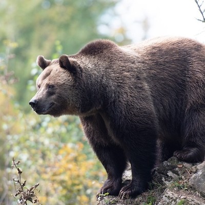 brown bear
