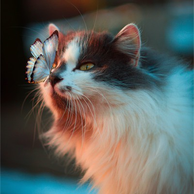 Chat papillon nez