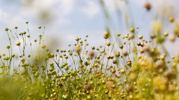 olio di lino composizione dell'olio danese