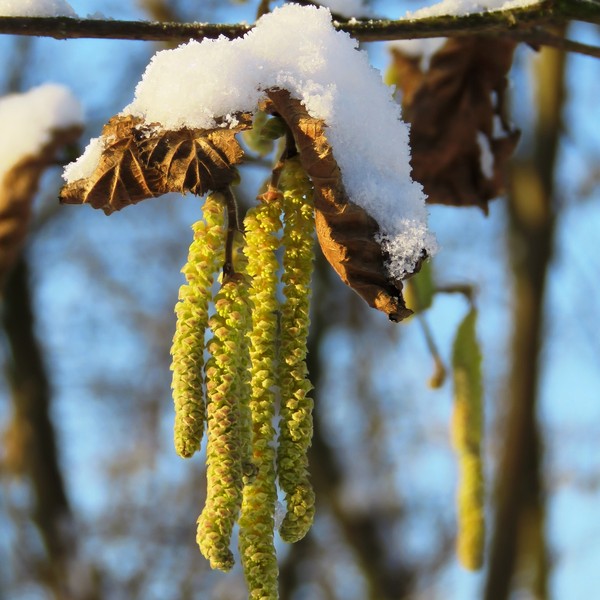 fruit du bouleau madré de Carélie