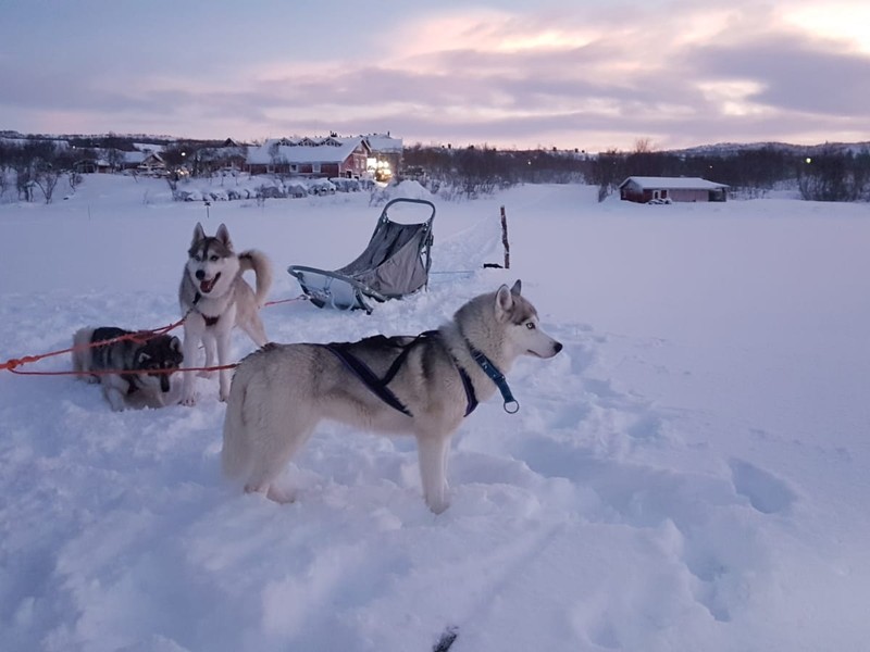 Chien traineau Laponie