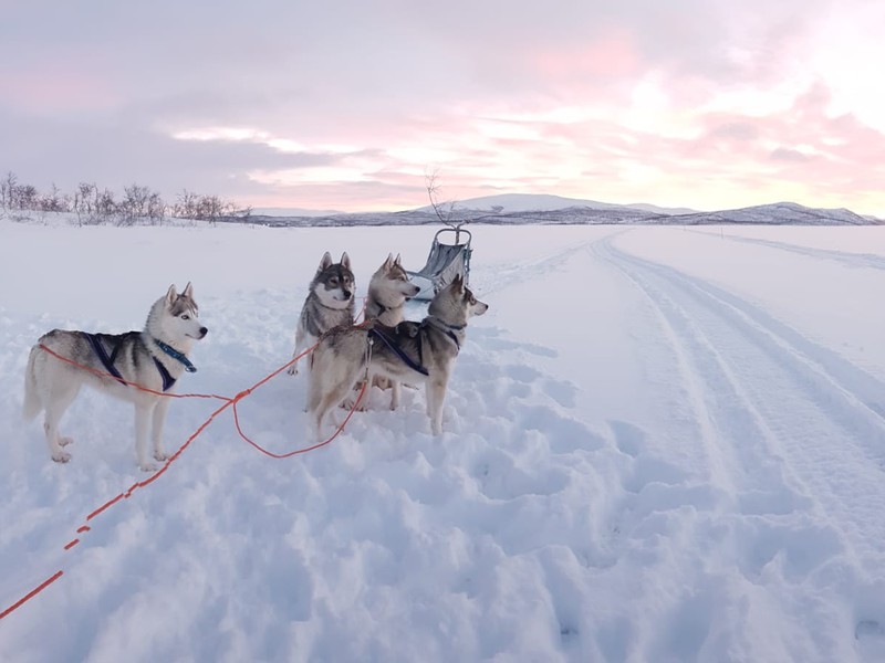 Chien traineau Laponie