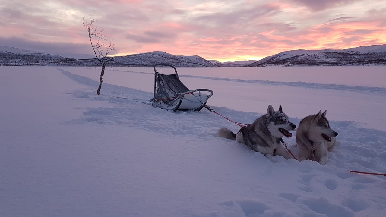 Chien traineau Laponie