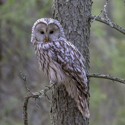 Lapland Owl