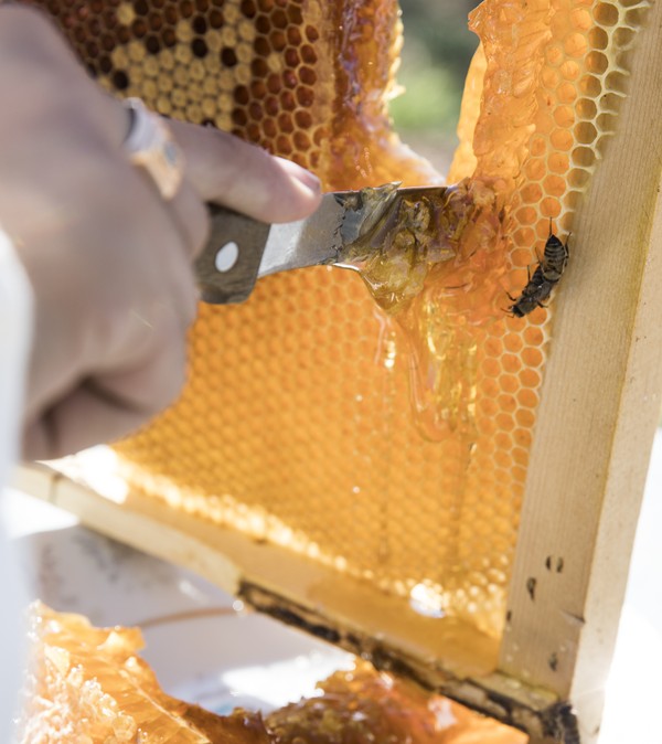 apicoltore che taglia la cera d'api con un coltello
