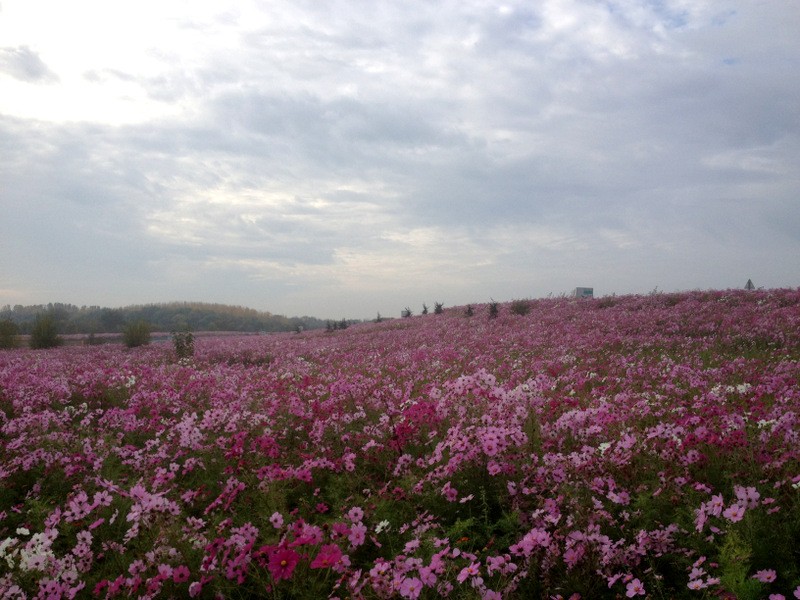 echangeur_bellevue_5