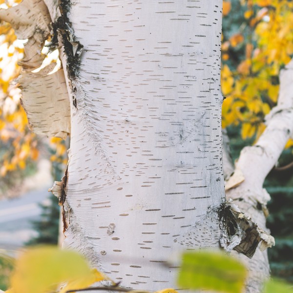 birch bark in autumn